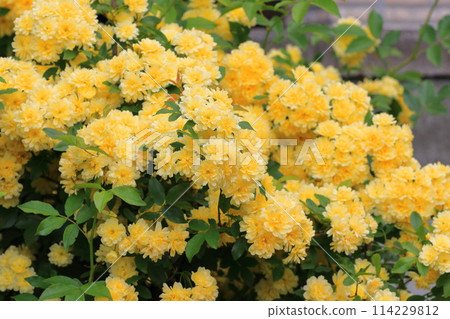 盛開的木玫瑰(木口原) 盛開的木玫瑰(木口原) 114229812