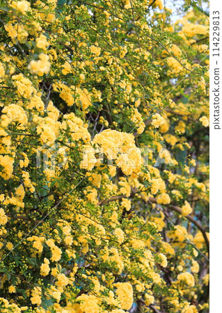 盛開的木玫瑰(木口原) 盛開的木玫瑰(木口原) 114229813