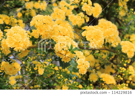 Banksweet rose in full bloom Banksweet rose in full bloom 114229816