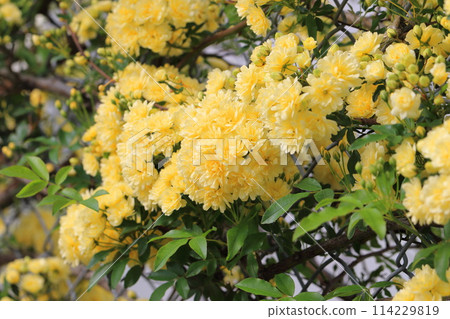 盛開的木玫瑰（木口原） 114229819