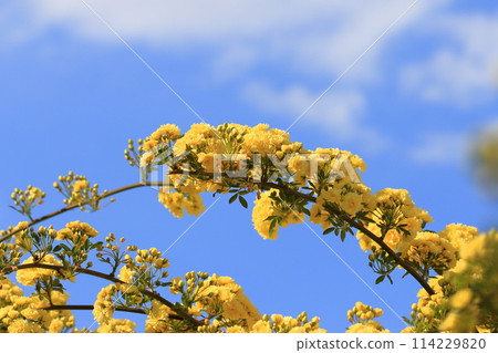 Banksweet rose in full bloom 114229820