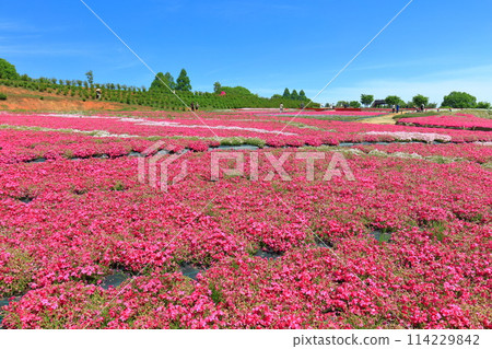 [Hiroshima Prefecture] Moss phlox in full bloom at Serakogen Farm on a clear day (Hanayume no Sato Moss phlox and Nemophila Hill) 114229842