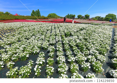 [廣島縣] 晴朗的日子，世羅高原農場的芝櫻和大和撫子盛開（花夢村、芝櫻和粉蝶之丘） 114229850