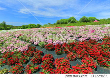 [廣島縣] 晴朗的日子，世羅高原農場的芝櫻和大和撫子盛開（花夢村、芝櫻和粉蝶之丘） 114229853