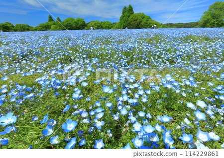 [廣島縣] 晴朗的日子，世羅高原農場的睡蓮盛開（花夢村、苔蘚福祿考、睡蓮之丘） 114229861