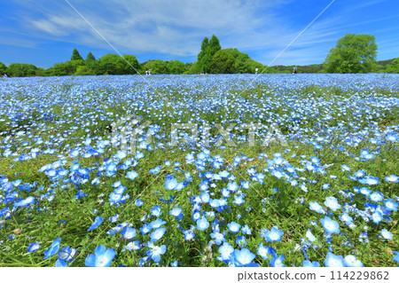 [Hiroshima Prefecture] Nemophila in full bloom at Serakogen Farm on a clear day (Hanayume no Sato, Shibazakura and Nemophila Hill) 114229862