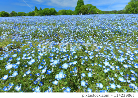 [Hiroshima Prefecture] Nemophila in full bloom at Serakogen Farm on a clear day (Hanayume no Sato, Shibazakura and Nemophila Hill) 114229865