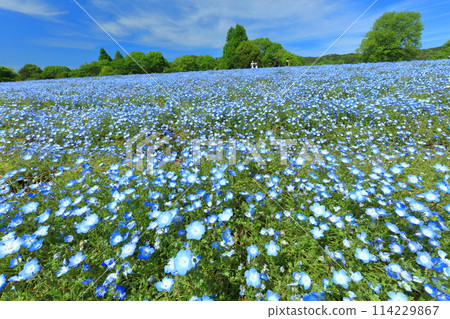 [廣島縣] 晴朗的日子，世羅高原農場的睡蓮盛開（花夢村、苔蘚福祿考、睡蓮之丘） 114229867