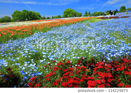 [Hiroshima Prefecture] Princess Garden in full bloom at Serakogen Farm on a sunny day (Hanayume no Sato, Moss Phlox and Nemophila Hill) 114229873