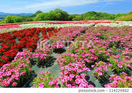 [Hiroshima Prefecture] Moss phlox and Yamato Nadeshiko flowers in full bloom at Serakogen Farm on a clear day (Hanayume no Sato - Moss phlox and nemophila hill) 114229882