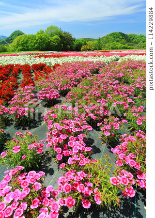 [Hiroshima Prefecture] Moss phlox and Yamato Nadeshiko flowers in full bloom at Serakogen Farm on a clear day (Hanayume no Sato - Moss phlox and nemophila hill) 114229884