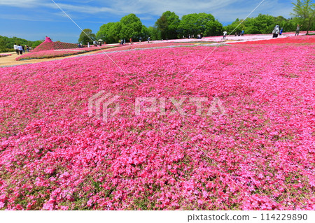 [廣島縣] 晴朗的日子，世羅高原農場的芝櫻盛開（花之鄉、福祿考、粉紅蝶花） 114229890