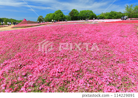[廣島縣] 晴朗的日子，世羅高原農場的芝櫻盛開（花之鄉、福祿考、粉紅蝶花） 114229891