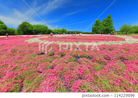 [廣島縣] 晴朗的日子，世羅高原農場的芝櫻盛開（花之鄉、福祿考、粉紅蝶花） 114229896