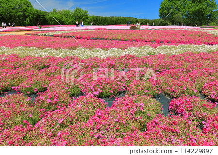 [Hiroshima Prefecture] Moss phlox in full bloom at Serakogen Farm on a clear day (Hanayume no Sato Moss phlox and Nemophila Hill) 114229897