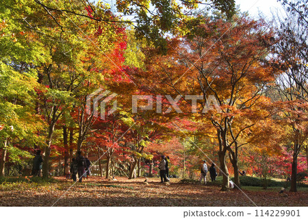 Large maple tree with autumn leaves at Musashino National Government Park 114229901