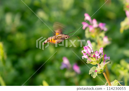 天蛾盤旋吸食花蜜 114230055