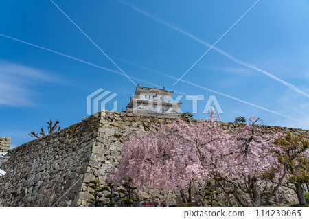 Himeji City, Hyogo Prefecture: Towering Himeji Castle and cherry blossoms 114230065