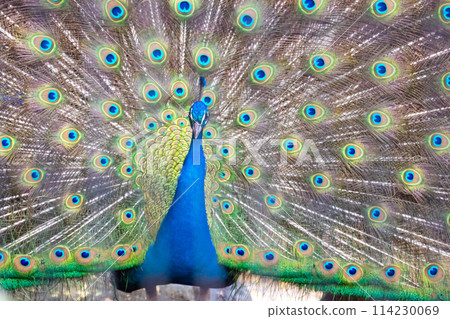 Male peacock spreading beautiful feathers Male peacock spreading beautiful feathers 114230069
