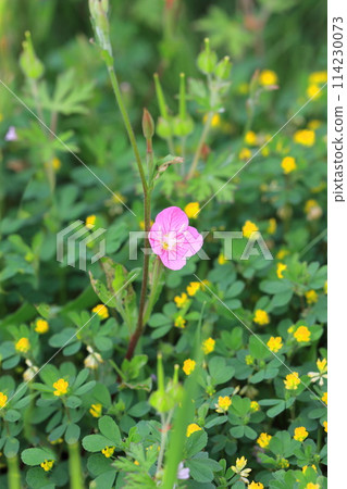 紅花晚妝（金合歡屬）和雞尾酒三葉草 114230073