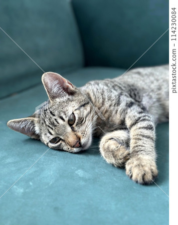 Young cat with a striped coat lounges gracefully on a teal sofa, its gaze distant yet attentive. 114230084
