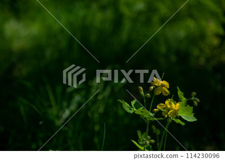 Yellow flowers of celandine on a dark green lawn background of an old forest bokeh. 114230096