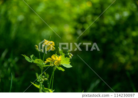 Yellow flowers of Celandine Chelidonium majus L. in the spring, bright green bokeh background.  114230097