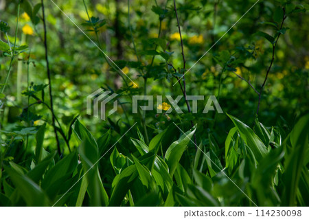 Forest glade with lilies of the valley and celandine green background bokeh. Spring wildplants. 114230098