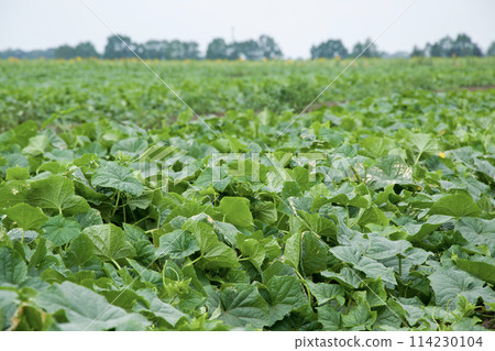 Lush field of green plants, trees in the background against a clear sky Lush field of green plants, trees in the background against a clear sky 114230104