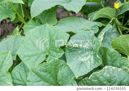 Close-Up of Green Cucumber Leaves in Garden 114230105