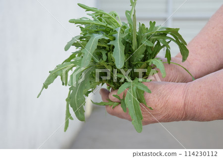 Person holding a bunch of green rucola from terrestrial plants Person holding a bunch of green rucola from terrestrial plants 114230112