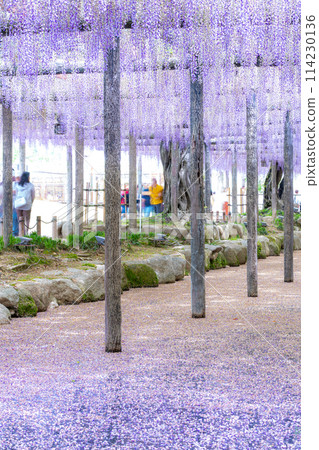 Wisteria trellis and flower rafts at Tennogawa Park, Tsushima City, Aichi Prefecture 114230136