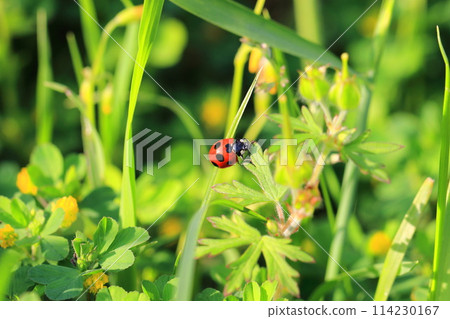 White clover and ladybug White clover and ladybug 114230167