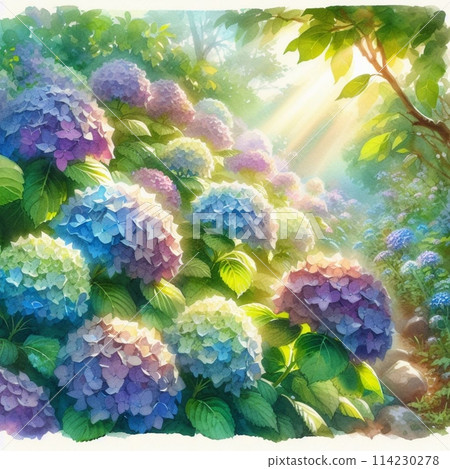 雨季晴天繡球花盛開的景色 114230278