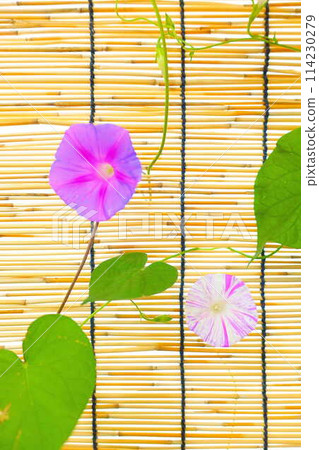 牽牛花牽牛花牽牛花 114230279