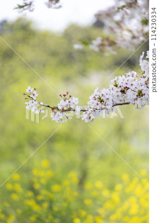 櫻花和油菜花 114230334