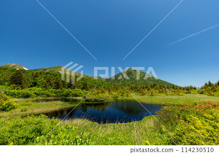 [Hakkoda Mountains, Aomori Prefecture] Beautiful water lily pond and Mt. Hakkoda with fresh greenery and azaleas in full bloom 114230510