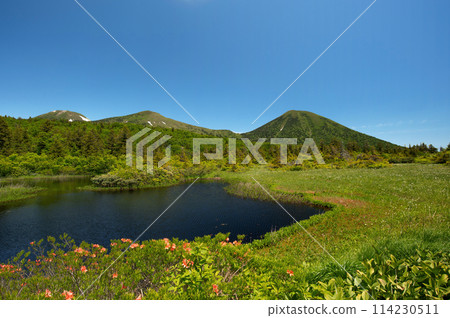 【青森縣八甲田山】美麗的睡蓮池和八甲田山,綠意盎然,杜鵑花盛開 【青森縣八甲田山】美麗的睡蓮池和八甲田山,綠意盎然,杜鵑花盛開 114230511