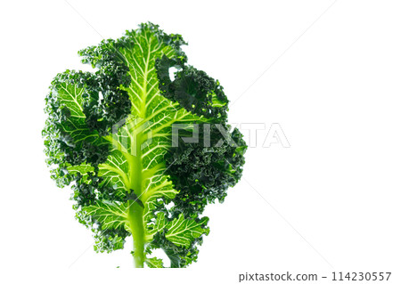 Fresh green Kale leaf salad vegetable on white background 114230557