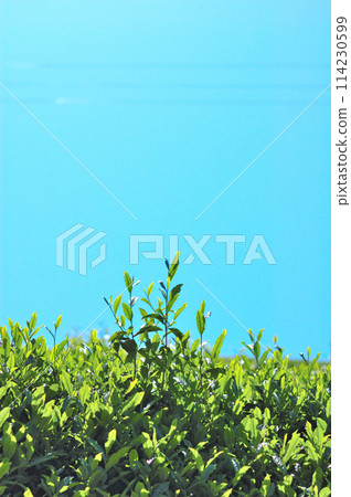 Scenery of tea plantation in Matsuno, Shizuoka City Scenery of tea plantation in Matsuno, Shizuoka City 114230599