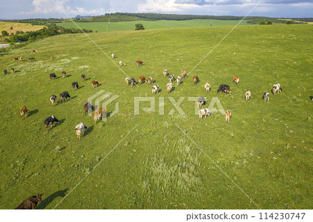 free grazing cows  114230747