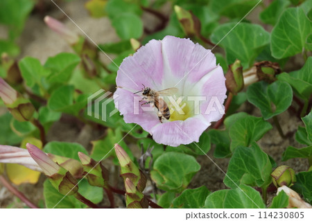 春天,一隻蜜蜂從海灘上盛開的旋花中吸取花蜜 春天,一隻蜜蜂從海灘上盛開的旋花中吸取花蜜 114230805