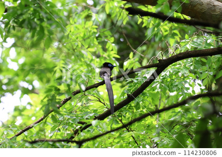 A Japanese paradise flycatcher among the fresh greenery 114230806