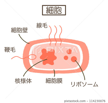 細胞結構圖 細胞插畫素材 細胞結構圖 細胞插畫素材 114230876