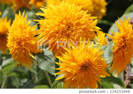 花1之所以有吸引力,是因為它的品種繁多,吸引著觀眾。 花1之所以有吸引力,是因為它的品種繁多,吸引著觀眾。 114231048