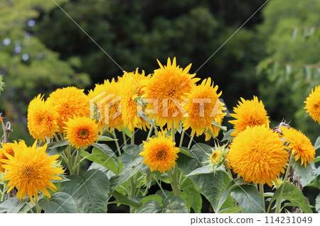 具有衝擊力的向日葵簇 - 4 114231049