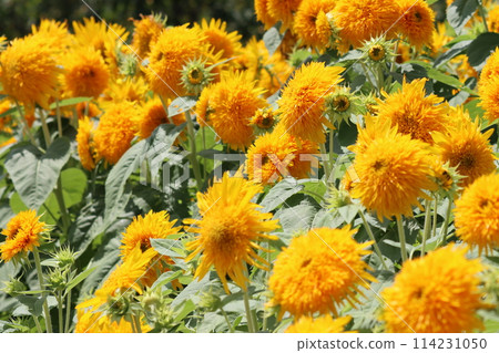 一簇簇令人印象深刻的向日葵—人參 一簇簇令人印象深刻的向日葵—人參 114231050