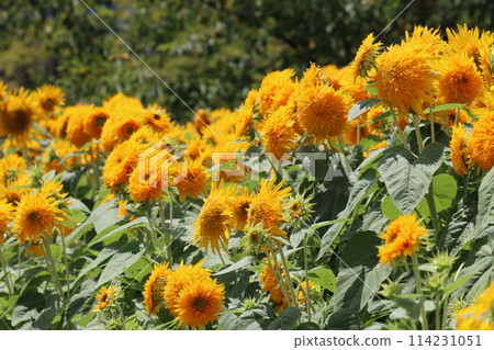 An impressive cluster of sunflowers - Part 2 114231051