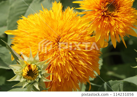 The fiery sunflower is the epitome of summer. 114231056