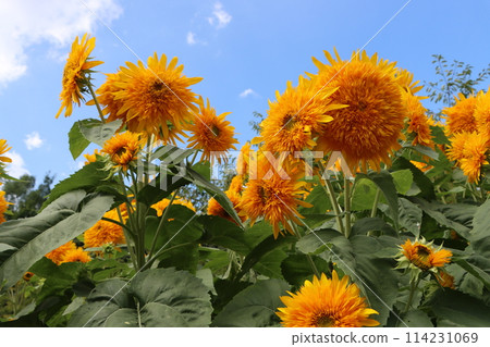 Feel the power of nature with these large sunflowers - 5 Feel the power of nature with these large sunflowers - 5 114231069